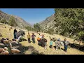 Download Lagu 🏔️ Nomadic life: annual migration of nomads to the mountains and fresh pastures for sheep