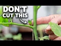 Download Lagu FORCE Tomatoes to FRUIT MORE | How to Prune Tomato Plants the RIGHT WAY