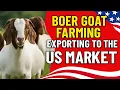Boer Goat Farming How to Export to the USA Market Successfully 2025