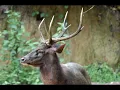 Download Lagu suara payau | rusa asli kalimantan