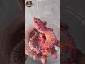Download Lagu Animal transformation | What an unusual colour for lizard #animalshorts #animals #lizard