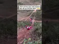 Download Lagu Terbangnya bikin jantungan #trail #cross #motorcross #motocross #trabas #grasstrack #gtx #shortvideo