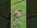 Download Lagu Burung Shrike Ekor Panjang | Pemburu Bertopeng Berisik dari Asia #nikonindiaofficial #burung