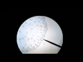microscopic monocot corn stem cross section anatomy Part 1