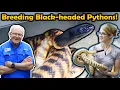 How to Breed Black-Headed Pythons with Split Rock Reptiles