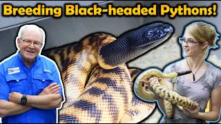 How to Breed Black-Headed Pythons with Split Rock Reptiles