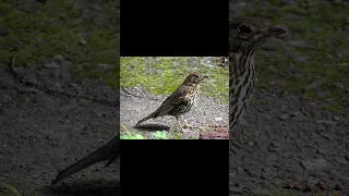 صوت 3d دمج روعة مجرب اشتراك ولايك ليوصلك كل جديد 