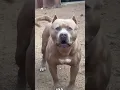 Pitbull barking #shorts