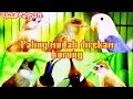 Download Lagu Aneka masteran untuk burung ✓ pancingan suara burung