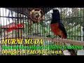 Murai Muda  Dongkrak Emosi !! Muntah kan Materi Kucing Garong