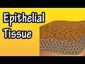 Epithelial Tissue - What Is Epithelial Tissue
