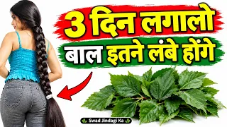 गुड़हल के पत्ते में एक चीज मिलाकर बालों में लगा लो/ Bal bhayankar Lambe Ghane Ho jaenge/SJK