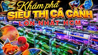Khám Phá Siêu Thị Cá Cảnh Lớn Nhất HCM | Cá Cảnh Trung Tín | Betta Sales