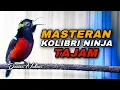 Download Lagu MASTERAN TAJAM KOLIBRI NINJA GACOR FULL ISIAN VARIASI CIBLEK COCOK BUAT MENAIKKAN EMOSI KONIN BAHAN