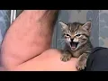 cats causing chaos