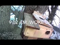 ep034 It took one hour for this squirrel to wake up one morning old version