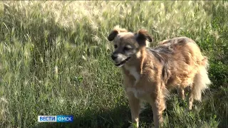 Островок здоровья появится в одном из микрорайонов Омска