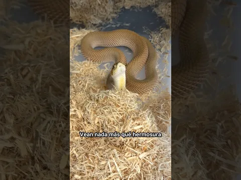 Me gusta esta hembra 🐍🐽 #quiubolereptileros #heterodonnasicus #serpientes #hognosesnake