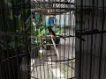 suara murai batu original tanpa isian
