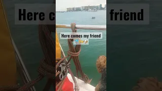 Bobby the sailor meets dolphine #sailing #sailboat #boatdog #sailingadventure #dolphin #friendship