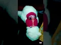 Download Lagu Tabby cat and a persian cat lpoking for food int he car