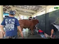 Download Lagu HMSR Qurban Idul Adha 2025 - Masjid Baiturrahman Sidosermo Surabaya
