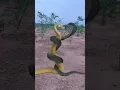 Download Lagu Nagin dance Cobra Snake video viral 🐍🐍 #viralvideo #shorts #cobra snake
