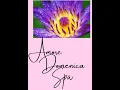 Discover the Magic of Deep Tissue Massage At Amore Domenica in Albuquerque New Mexico