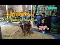 Download Lagu Cara Fermentasi Tongkol atau Janggel Jagung untuk Pakan Domba, Kambing dan Sapi