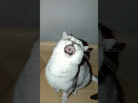 Barking Cat for Christmas!