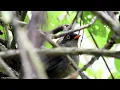 Download Lagu Slaty-backed Nightingale-Thrush Catharus fuscater