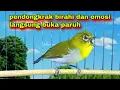 Download Lagu Suara Pleci Ngecir + Ngalas, Bikin Semua Pleci Jadi Gacor