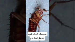 هيحصلك إيه لو بقيت صرصار يوم واحد معلومات اكسبلور Animals Facts Wildlife معلومات غريبة 