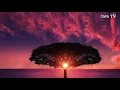 Download Lagu Haddad Alwi - Ya Sayyidi Ya Rasulullah
