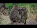 Download Lagu SAFARI.COM - See the world differently