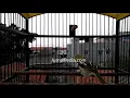 Download Lagu Suara Burung Cak Lilin/Kunyit
