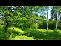 Spring Forest Sounds and Relaxing Bird Singing for Sleeping