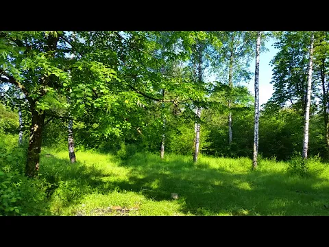 Download MP3 Spring Forest Sounds and Relaxing Bird Singing for Sleeping