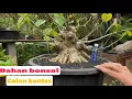 Lagu Bahan bonsai calon kontes 