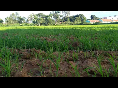 Download MP3 Ragi Plantation field full greenery (relax for your mind). Scientific name is (Eleusine coracana)