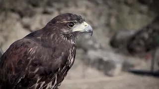 ربي لك الحمد عبد الله المهداوي اناشيد اسلاميه Abdullah Mahdawi 