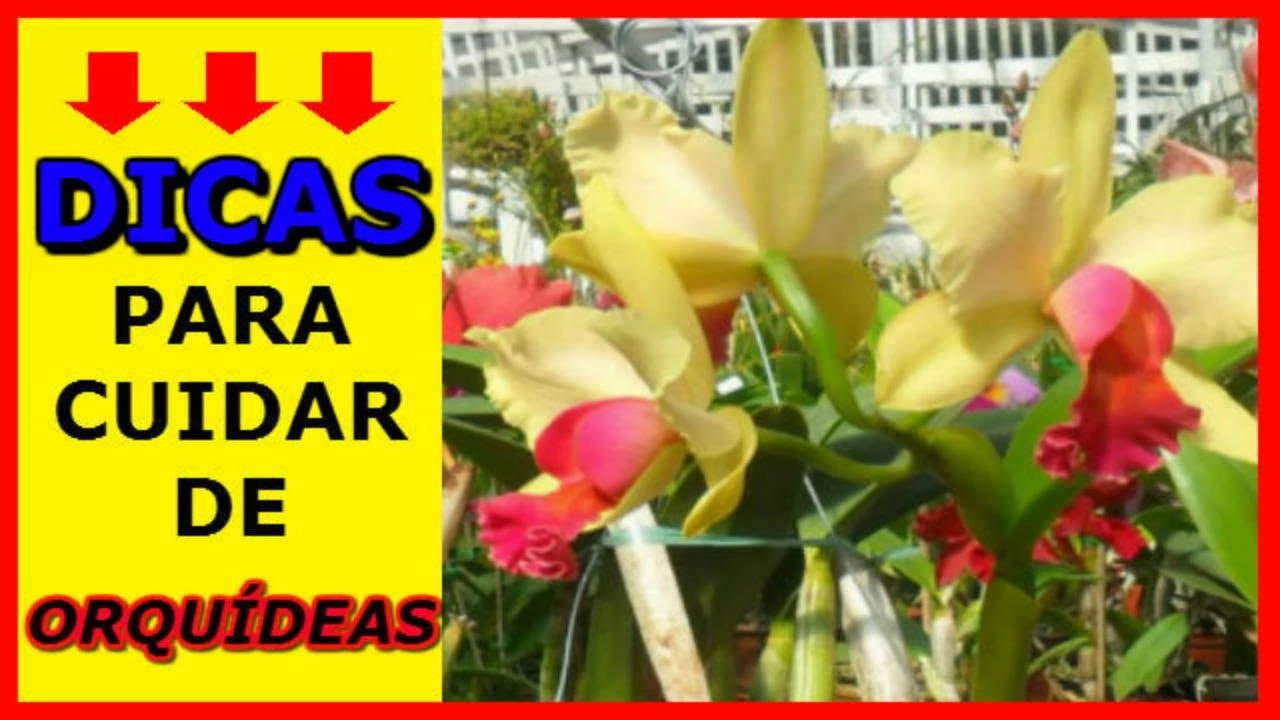 COMO CUIDAR DE ORQUIDEAS: DICAS