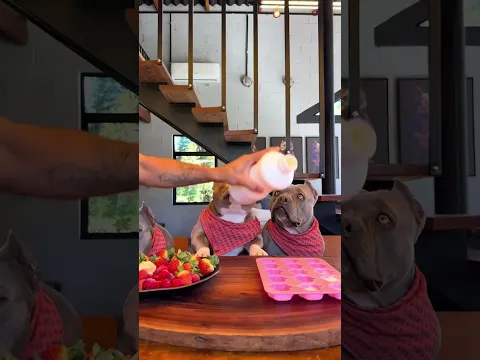 soy el perro  chef frutero más profesional e guapo? #viral #perros #perrofeliz #dúo