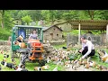 Download Lagu TIMELAPSE: Harvesting Many Guinea Pigs After 1 Year of Raising | Use Truck to Transport to Market