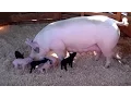 Download Lagu AWESOME MOTHER PIGS \u0026 THEIR  PIGLETS - A Must See