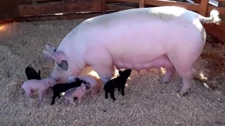 Download AWESOME MOTHER PIGS \u0026 THEIR  PIGLETS - A Must See MP3