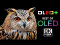 Download Lagu BEST OLED TEST – Hidden Paradise in 8K HDR | Dolby Vision™