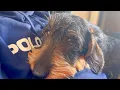 Lagu Dachshund Teddy's Day: From Belly Rumbles to Paw Patrol! ❤️