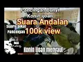 Download Lagu Pancingan Kolibri Ninja ijoan || Pikat konin liar dihutan