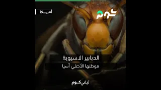 ظهور الدبور الآسيوي القاتل في امريكا و شرق اسيا 